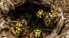 Jak łatwo pozbyć się gniazda os ziemnych – specjalista zdradził sekret