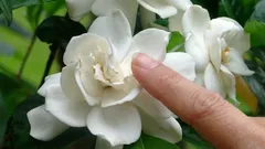 Najlepsza roślina doniczkowa do mieszkania: jej luksusowy zapach wypełni wszystkie pomieszczenia