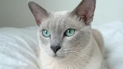 7 najbardziej oddanych ras kotów, które nigdy nie zostawią cię samego