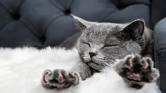 Dlaczego kot ugniata właściciela łapkami? Zoolog ujawnił prawdziwą przyczynę.